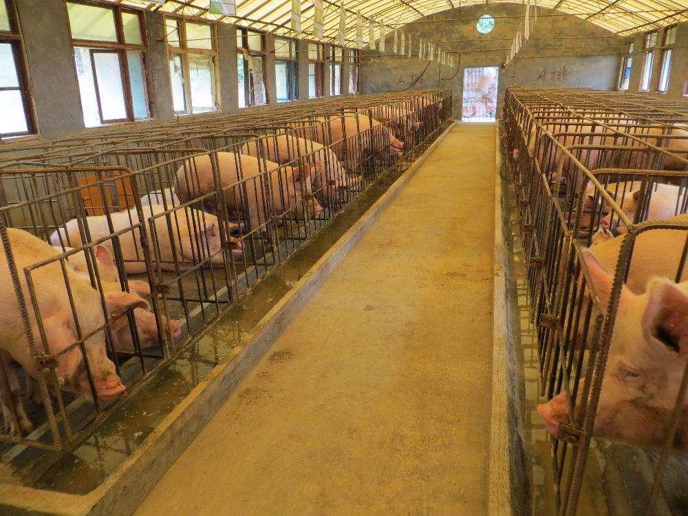瘦肉猪价格会上涨价吗瘦肉猪价格会受到多种因素的影响，包括市场供需关系、季节性需求变化、政策因素以及生产成本等。因此，预测瘦肉猪价格是否会上涨需要综合考虑这些因素。