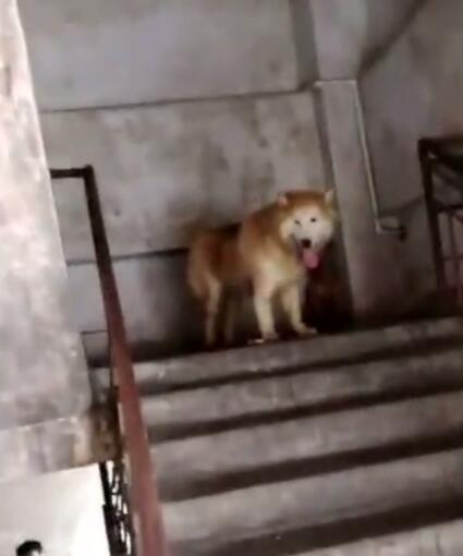 烈犬咬伤人 狗主人：狗咬的 我没罪烈犬咬伤人事件引发争议，狗主人坚持狗咬的，我没罪观点