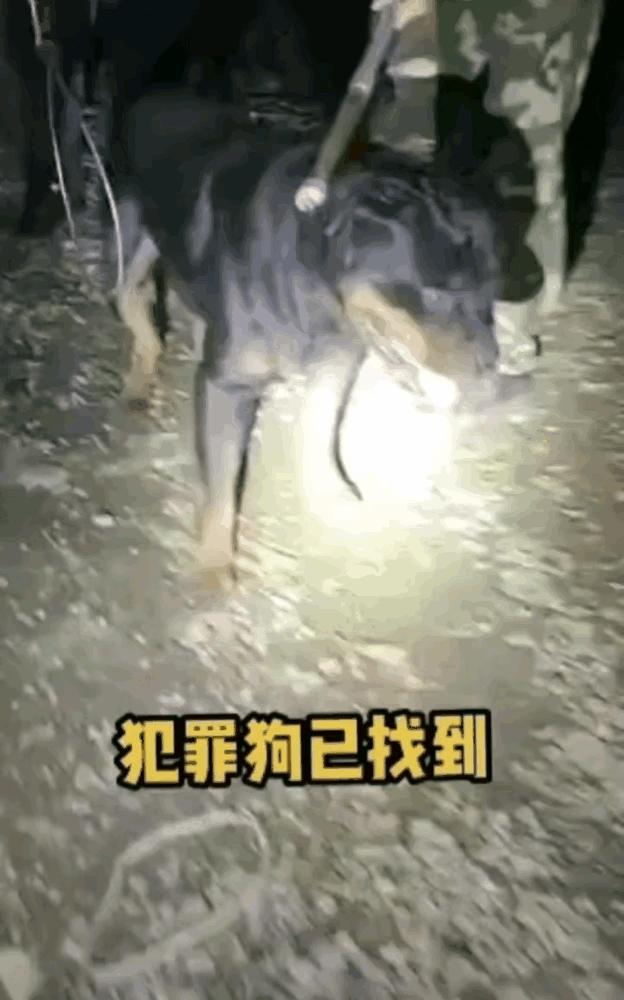 烈犬撕咬路人致死 狗主人:我没罪烈犬撕咬路人致死事件引发争议，狗主人坚称无罪