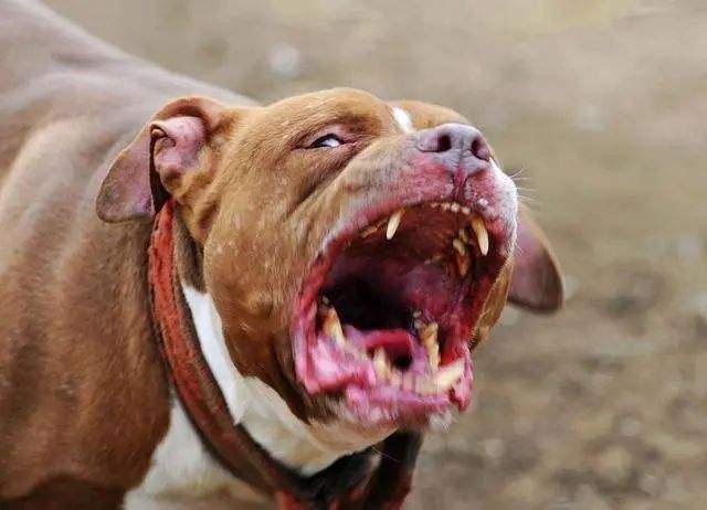 烈犬咬死人 狗主人获刑6年半烈犬咬死人事件，狗主人获刑6年半，法律如何界定责任？