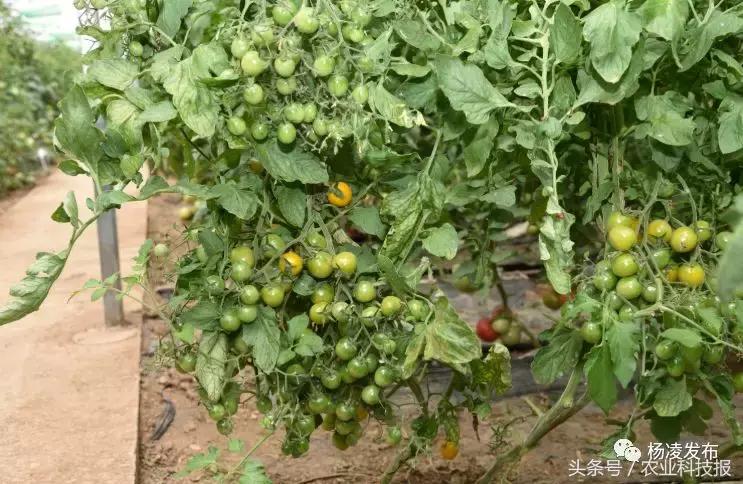 偷580斤西瓜都吃光震惊！男子偷窃580斤西瓜并全部吃光，背后的故事引人深思