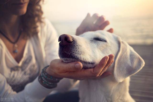 烈犬咬人致死亡 主人辩称我没罪如果发生烈犬咬人致人死亡的事件，犬的主人可能会面临法律责任，即便是声称我没罪也可能无法逃避责任。